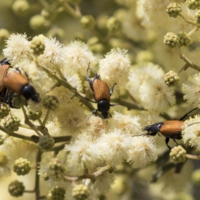 Phyllotocus rufipennis (Nectar scarab) at Dunlop, ACT - 14 Nov 2018 by Alison Milton