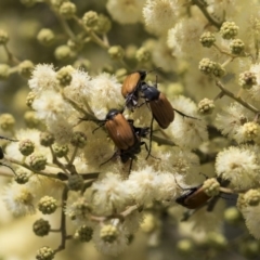 Phyllotocus rufipennis at Dunlop, ACT - 15 Nov 2018