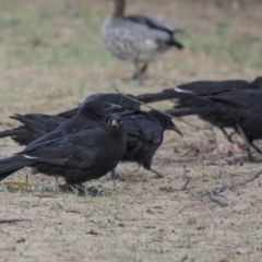 Corcorax melanorhamphos (White-winged Chough) at Holt, ACT - 15 Nov 2018 by Alison Milton