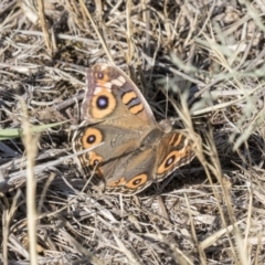 Junonia villida (Meadow Argus) at Holt, ACT - 15 Nov 2018 by Alison Milton