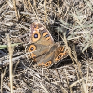 Junonia villida at Holt, ACT - 15 Nov 2018