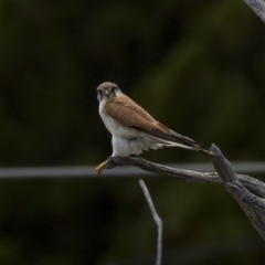 Falco cenchroides (Nankeen Kestrel) at Dunlop, ACT - 15 Nov 2018 by Alison Milton