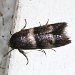 Crossophora semiota (A Concealer moth) at Ainslie, ACT - 7 Nov 2018 by jb2602