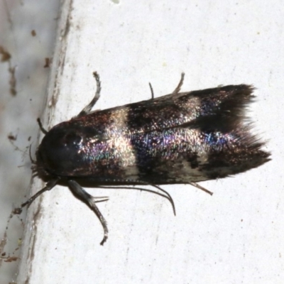 Crossophora semiota (A Concealer moth) at Ainslie, ACT - 7 Nov 2018 by jb2602