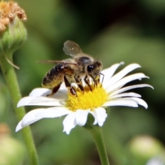 Apis mellifera (European honey bee) at Acton, ACT - 16 Nov 2018 by RodDeb