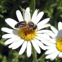 Apis mellifera at Acton, ACT - 16 Nov 2018 12:39 PM