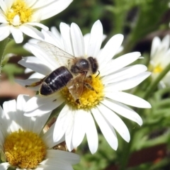 Apis mellifera at Acton, ACT - 16 Nov 2018 12:39 PM