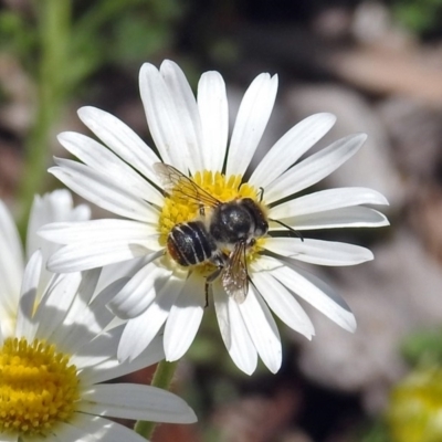 Megachile (Eutricharaea) sp. (genus & subgenus) (Leaf-cutter Bee) at Acton, ACT - 16 Nov 2018 by RodDeb