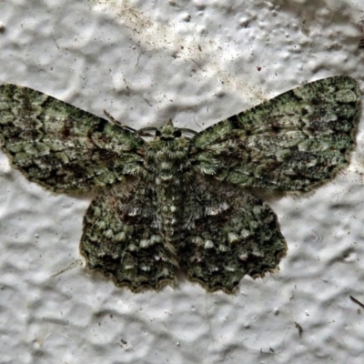 Hypodoxa muscosaria (Textured Emerald) at Hackett, ACT - 16 Nov 2018 by RodDeb