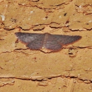 Idaea (genus) at Wanniassa, ACT - 16 Nov 2018 08:52 PM