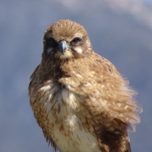 Falco berigora at Rendezvous Creek, ACT - 8 Nov 2018 09:53 AM