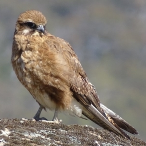 Falco berigora at Rendezvous Creek, ACT - 8 Nov 2018 09:53 AM