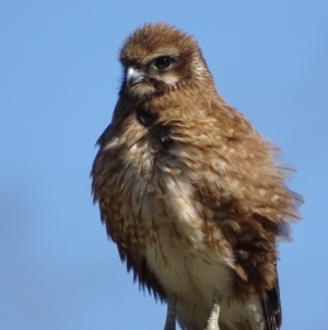 Falco berigora at Rendezvous Creek, ACT - 8 Nov 2018