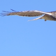 Circus approximans (Swamp Harrier) at Rendezvous Creek, ACT - 8 Nov 2018 by roymcd