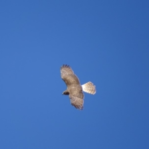 Circus approximans at Rendezvous Creek, ACT - 8 Nov 2018