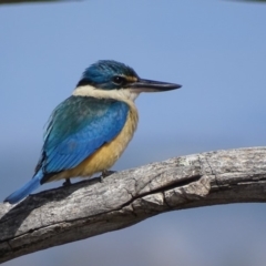 Todiramphus sanctus (Sacred Kingfisher) at Garran, ACT - 9 Nov 2018 by roymcd