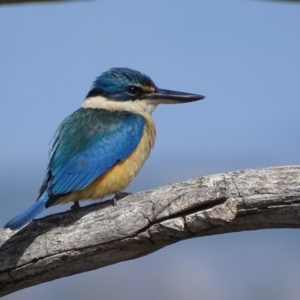 Todiramphus sanctus at Garran, ACT - 9 Nov 2018 10:33 AM