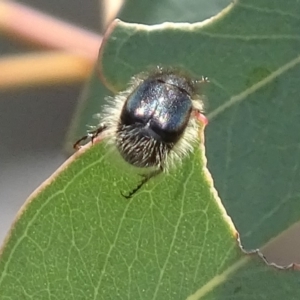 Liparetrus sp. (genus) at Hume, ACT - 9 Nov 2018 01:55 PM