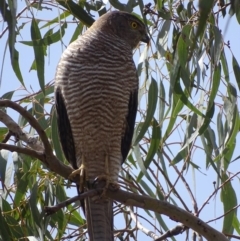 Tachyspiza fasciata (Brown Goshawk) at Garran, ACT - 9 Nov 2018 by roymcd