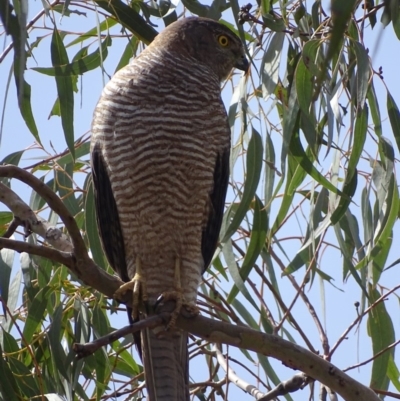 Tachyspiza fasciata (Brown Goshawk) at Garran, ACT - 9 Nov 2018 by roymcd