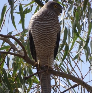 Tachyspiza fasciata at Garran, ACT - 9 Nov 2018