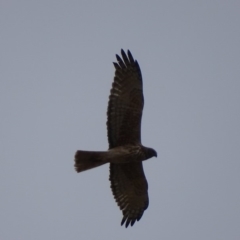 Circus approximans (Swamp Harrier) at Rendezvous Creek, ACT - 5 Nov 2018 by roymcd