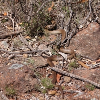 Pseudonaja textilis (Eastern Brown Snake) at Mt Majura Mini Summit - 15 Nov 2018 by petersan