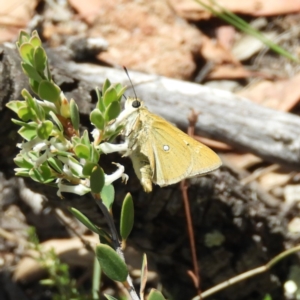 Trapezites luteus at Kambah, ACT - 15 Nov 2018 12:03 PM