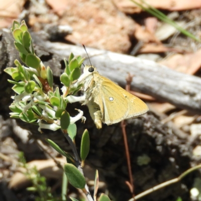 Trapezites luteus (Yellow Ochre, Rare White-spot Skipper) at Mount Taylor - 15 Nov 2018 by MatthewFrawley