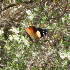 Vanessa itea (Yellow Admiral) at Mount Taylor - 15 Nov 2018 by MatthewFrawley