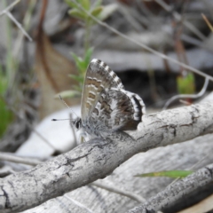 Neolucia agricola (Fringed Heath-blue) at Kambah, ACT - 15 Nov 2018 by MatthewFrawley