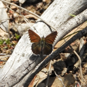 Neolucia agricola at Kambah, ACT - 15 Nov 2018 12:24 PM