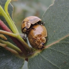 Paropsisterna cloelia (Eucalyptus variegated beetle) at Paddys River, ACT - 21 Jan 2015 by MichaelBedingfield