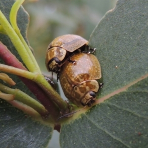 Paropsisterna cloelia at Paddys River, ACT - 21 Jan 2015