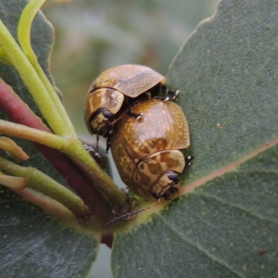 Paropsisterna cloelia (Eucalyptus variegated beetle) at Paddys River, ACT - 21 Jan 2015 by MichaelBedingfield