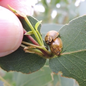 Paropsisterna cloelia at Paddys River, ACT - 21 Jan 2015