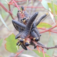 Perga sp. (genus) (Sawfly or Spitfire) at Paddys River, ACT - 21 Jan 2015 by michaelb