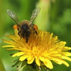 Apis mellifera (European honey bee) at Pollinator-friendly garden Conder - 15 Nov 2018 by michaelb