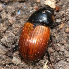 Aphodius fimetarius (Red dung beetle) at Ainslie, ACT - 16 Nov 2018 by jb2602