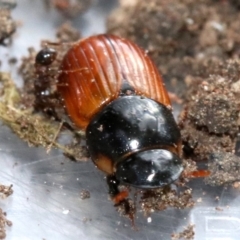 Aphodius fimetarius at Ainslie, ACT - 16 Nov 2018