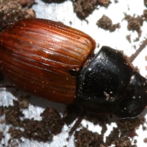 Aphodius fimetarius at Ainslie, ACT - 16 Nov 2018