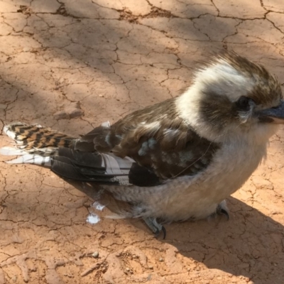 Dacelo novaeguineae (Laughing Kookaburra) at Booth, ACT - 13 Nov 2018 by RichForshaw