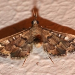 Nacoleia rhoeoalis (A Crambid moth (Spilomelinae) at Ainslie, ACT - 16 Nov 2018 by jb2602
