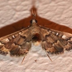 Nacoleia rhoeoalis (Spilomelinae) at Ainslie, ACT - 16 Nov 2018 by jb2602