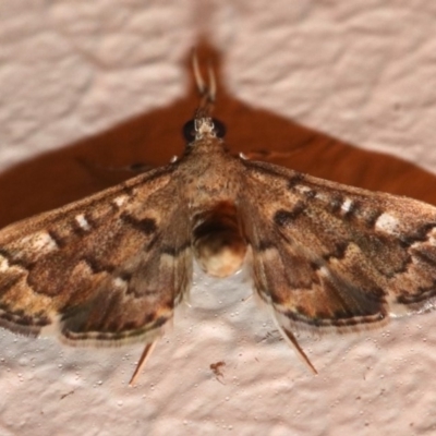 Nacoleia rhoeoalis (Spilomelinae) at Ainslie, ACT - 16 Nov 2018 by jb2602