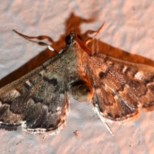 Nacoleia rhoeoalis at Ainslie, ACT - 16 Nov 2018 10:14 PM