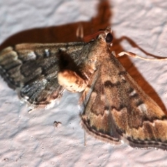 Nacoleia rhoeoalis at Ainslie, ACT - 16 Nov 2018