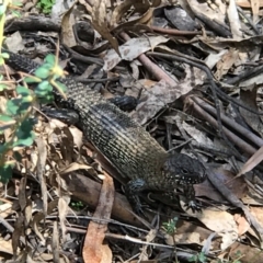 Egernia cunninghami (Cunningham's Skink) at Paddys River, ACT - 15 Nov 2018 by RichForshaw