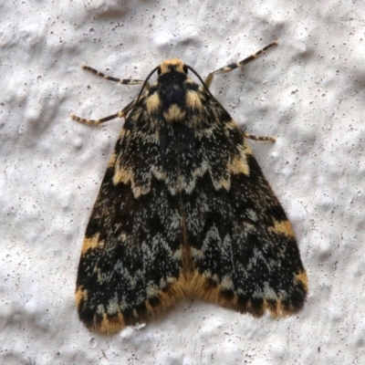 Halone coryphoea (Eastern Halone moth) at Ainslie, ACT - 16 Nov 2018 by jbromilow50