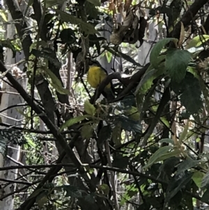 Eopsaltria australis at Paddys River, ACT - 15 Nov 2018